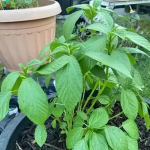 3 pack x 3000 Saluyot Seeds (Egyptian Spinach) Corchorus Olitorius Molokhia Seeds - Drought-Tolerant, Versatile Culinary Plant for Various Dishes