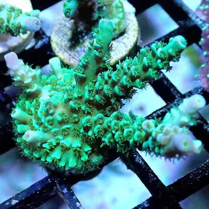 Green Plating Acropora - WYSIWYG - Live Coral Frag - Acro, Millepora, Efflo, Sps
