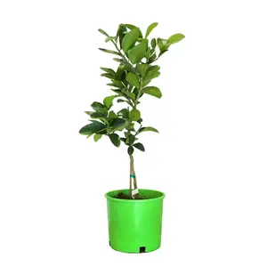 #3 Container Thornless Mexican Key Lime Semi-Dwarf Evergreen Tree Nocturnal Gardens