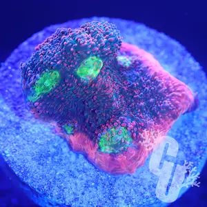 ACI Crazy Eye Chalice