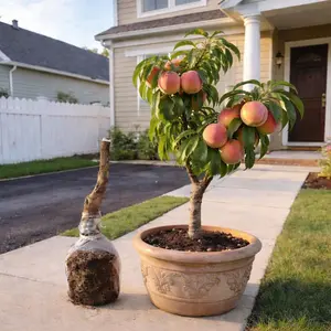 Peach Tree Seedlings High Survival Rate Fast Growing Sweet Juicy Fruit Non-GMO Organic for Home Garden Balcony Indoor Outdoor Planting