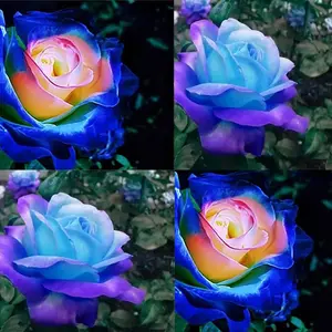 200+ PCS Rare Blue & Pink Rose Seeds – Ideal for gardeners of all levels