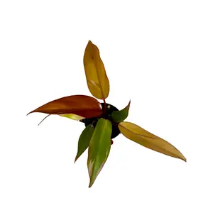 4" Philodendron Persimmon Princess