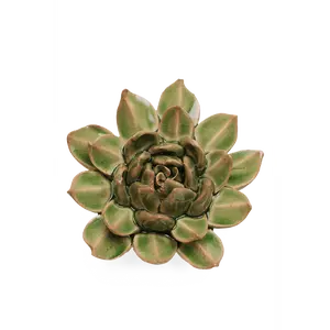 Avocado Green Firecracker Succulent