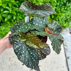 Angel Wing Begonia ‘Harmony’s Peace’ - 6” pot