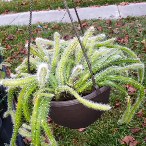Hanging Cactus Plant- Perfect for Home and Garden Decor -