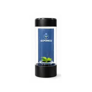 Philodendron Moonlight - Starter Plant in ECPonics Capsule (Bright Lime Leaves, Easy Grow)