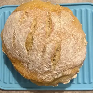 She’s Rooted Home Live Organic Sourdough Starter | Active, Beginner-Friendly, Ready to Use for Bake Bread, Pizza, Pancakes & More Baking