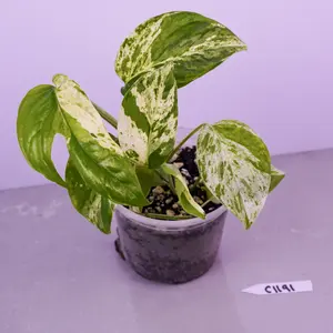 Epipremnum Pinnatum Marble Variegated Live Plant 4” Pot | Rare Marble Pothos | Climbing Aroid