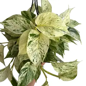HB Pothos Snow Queen 8" pot House Plant with Variegated Green and White Leaves, Unique Trailing Vines, Indoor Decorative Plant for Beginners