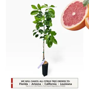 Rio Red Grapefruit Tree | No Ship CA AZ LA FL | US Citrus Nursery | Sweet Seedless Ruby Red Flesh, Official Texas State Fruit, Natural Live Citrus Plant, Indoor Outdoor Fruit Tree | No Ship CA AZ LA FL