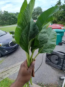 Jamaican Callaloo Seeds AUTHENTIC 100+ SEEDS -Very Large Leaf-