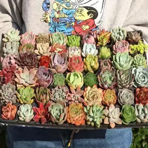 Exclusive to succulents 12 pieces with roots 10+ different varieties