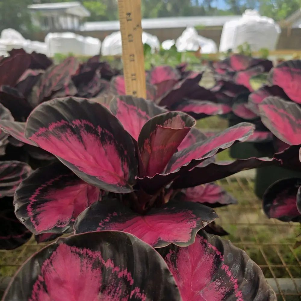 Calathea Crimson 6"