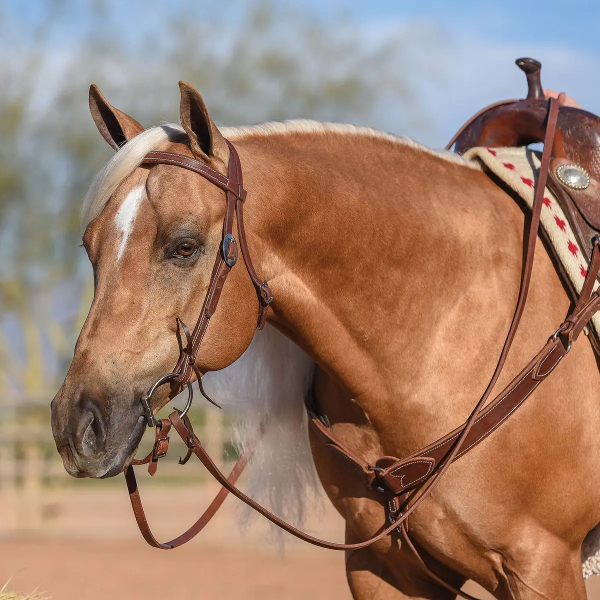 Billy Royal Oiled Hermann Oak Leather Browband Headstall - Equestrian Gear for Casual Horse Riding, Adjustable Customizable Fit, Oil-Absorbing, Handcrafted, Double-Stitched, Durable 25472 LH Equipment