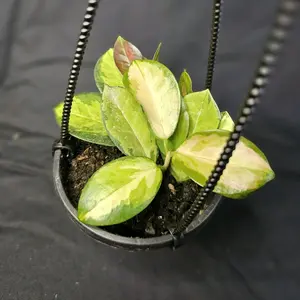 Lisa Australis Hoya, 4" pot, live plant, pet safe,  living houseplant, easy to care for, beginner plant