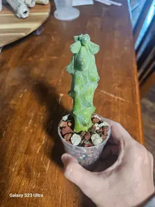 4inch Boobie/Fukuro Cactus