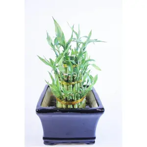 Classic Lucky Bamboo Tower in Elegant Ceramic Container