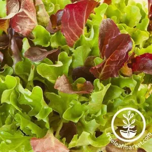 Lettuce Seeds - Heatwave Mix