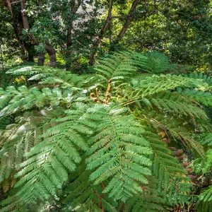 Cyathea Australian Tree Fern  - 1 Gallon Pot
