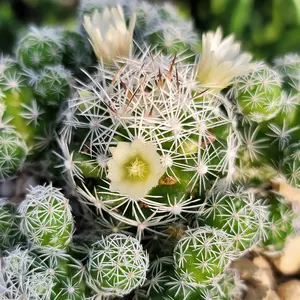 Thimble cactus - Mammillaria gracilis 'fragilis'