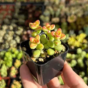 Crassula Brevifolia, Small Succulent, Mini Plant in 2", 4" pot