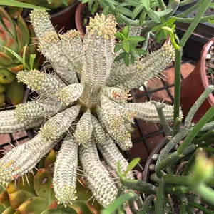 Euphorbia Variegated Corn Cob Succulent