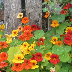Glorious Gleam Mix Nasturtium Organic Seeds (Tropaeolum majus) – Stunning trailing mix of bright blooms perfect for baskets and edible gardens. Easy to grow and pollinator-friendly.