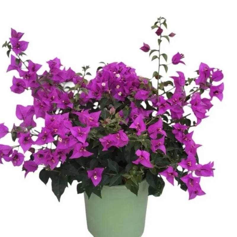 1 Gallon Plant Purple Bougainvillea Live Plant with Vibrant Flowers and Healthy Growth
