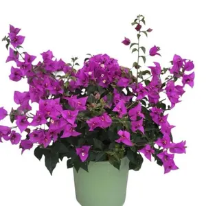 1 Gallon Plant Purple Bougainvillea Live Plant with Vibrant Flowers and Healthy Growth