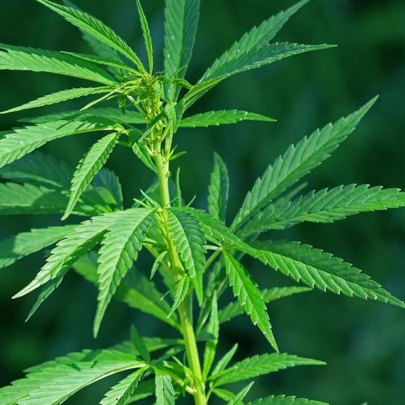 Humic Acid & Fulvic Acid Organic Fertilizer Used to Increase the Yield of Vegetables and Fruits, Revive Grassland, Increase the Vitality of Plant Roots,  Improve the Soil of in Door & Out Door Plants, Promote the Development of Beneficial Soil Bactaeria