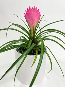 Tillandsia Cyanea 'Pink Quill' Bromeliad