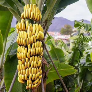 100pcs Seeds for Outdoor Gardening Dwarf Banana Tree Fruit Seeds Natural Environment Friendly Plants Easy Plant