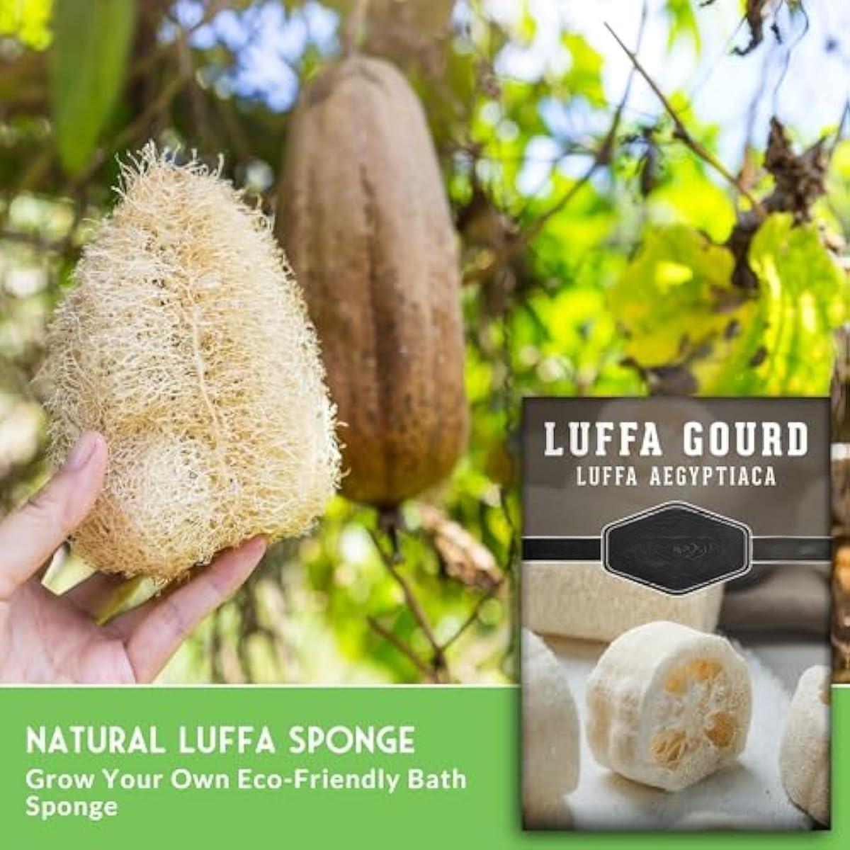 Luffa or Loofah Seed for Planting - 1 Packet with Instructions to Plant and Grow Ornamental Gourds in Your Home Vegetable Garden - Non-GMO Heirloom Variety