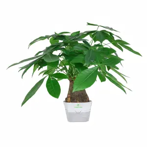 Live Money Tree Plant (Pachira Aquatica) – Feng Shui Wealth Decor with Thick Trunk, Lucky Indoor Houseplant for Positive Energy, Home Office Desk Decor & Gift