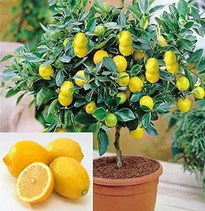 30pcs Dwarf Lemon Bonsai Tree Seeds – Grow a Fruit-Bearing Bonsai Tree – Ships from Iowa
