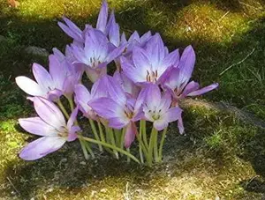 Meadow Saffron Seeds -Autumn crocus