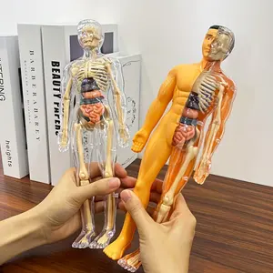 Educational STEM Kit for Teens - Anatomy Human Structure Learning Tool for Science Classroom Demonstrations And Displays - 30pcs Human Anatomy Model Set - Medical Teaching Skeleton Model Kit with Removable Organs - Removable Skeleton And Full Torso