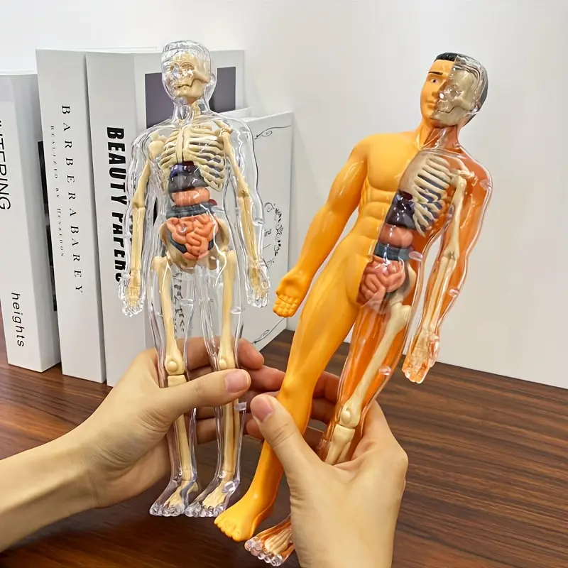 Educational STEM Kit for Teens - Anatomy Human Structure Learning Tool for Science Classroom Demonstrations And Displays - 30pcs Human Anatomy Model Set - Medical Teaching Skeleton Model Kit with Removable Organs - Removable Skeleton And Full Torso
