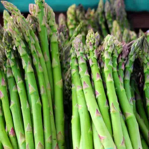 Asparagus | Two Live Plants | Non-GMO, High-Yield, Perennial