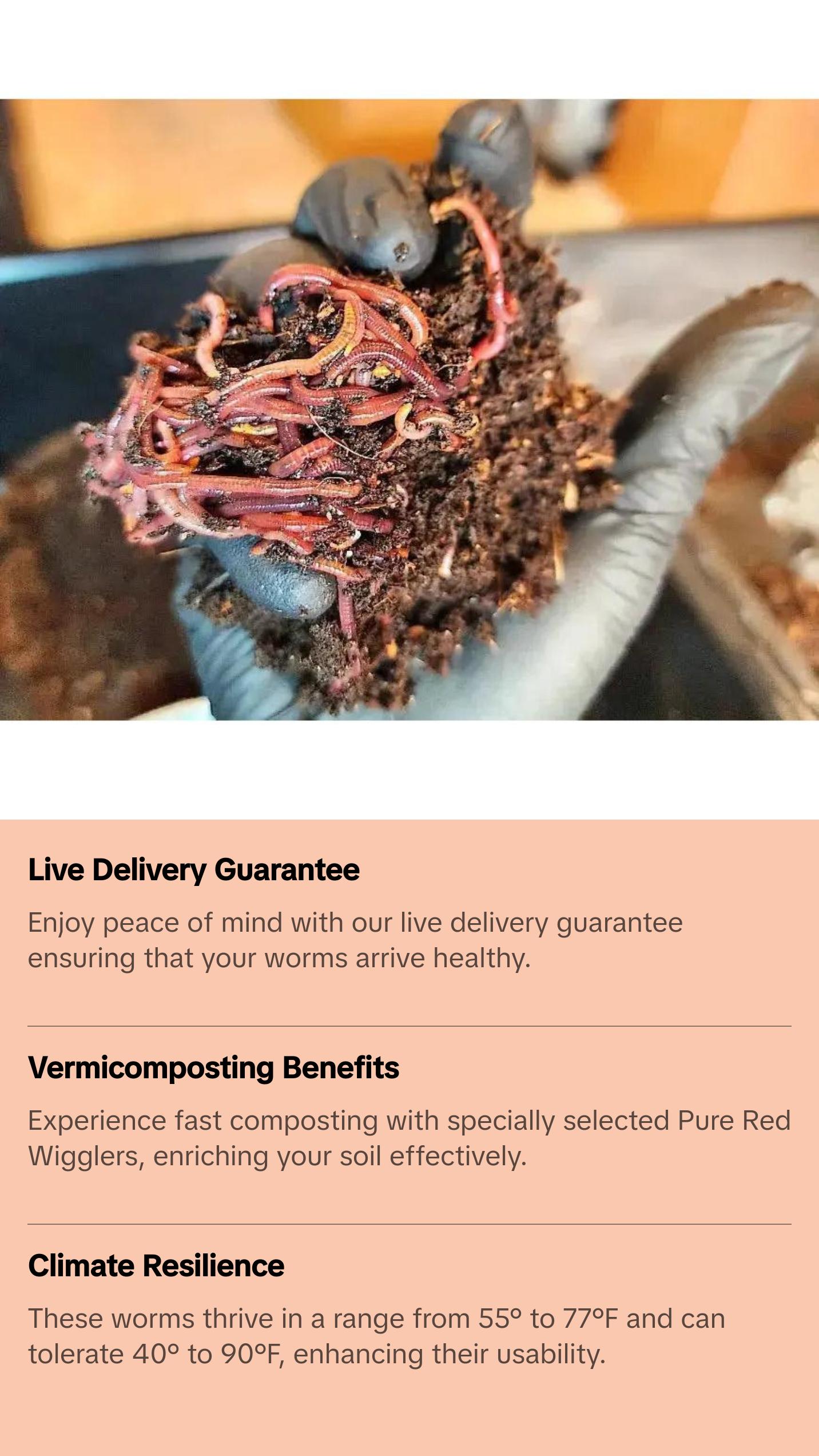 Pure Red Wigglers Composting and Gardening Worms Eisenia Fetida 1/4 lbs 250 Count for Rich Nutrient Dense Soil and Healthy Plants Coconut Fiber Substrate