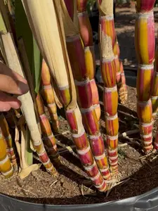 Sugarcane Buddha Hilo Belly & Hawaiian Black Rooted Plants