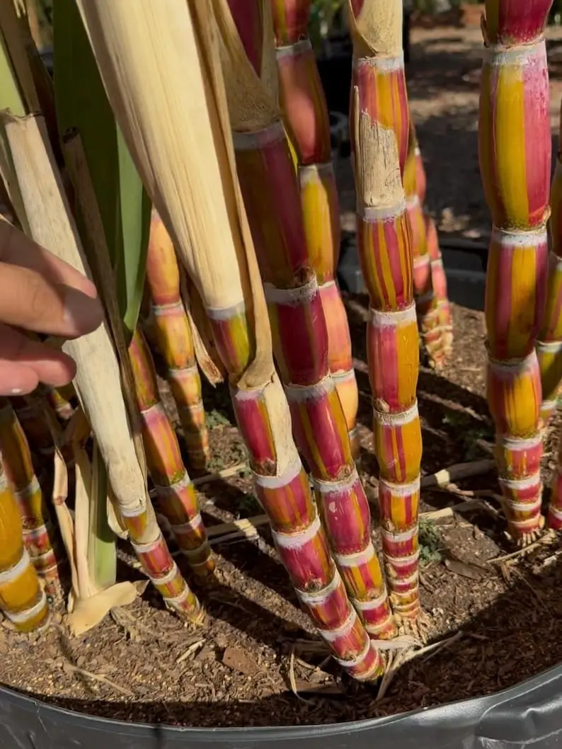 Sugarcane Buddha Hilo Belly & Hawaiian Black Rooted Plants
