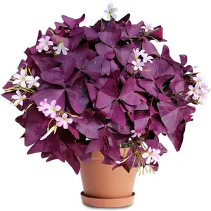 20PCS Purple Shamrocks Bulbs Good Luck Plant Oxalis Bulbs for Planting Indoor or Outdoor