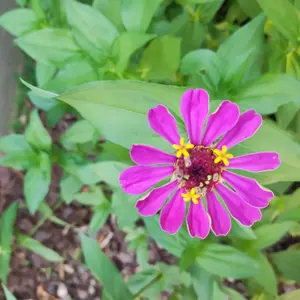 Zinnia Seeds - Pure Seeds - No Filler - USA Heirloom Flower Seeds