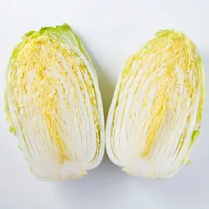 Chun Yeon Gold F1 Hybrid Kimchi Cabbage Seeds (Brassica rapa subsp. pekinensis) High-performing hybrid napa cabbage bred for kimchi with dense golden hearts, crisp texture, and excellent disease resistance