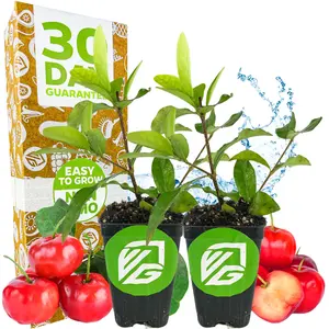 2-Pack Barbados Cherry Live Plant (Acerola/Wild Crapemyrtle) - Malpighia emarginata by Wellspring Gardens - Healthy Live Plant - Compact Size Fresh Fruit, Ideal for Gardens