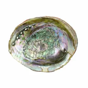 Ocean Shell Studios Premium 6-7 Inches Natural Abalone Pāua Shell for Smudging Cleansing Home Meditation Shell Crafts Incense Holder Home Décor 100% Natural Sustainable Hand Selected Shells