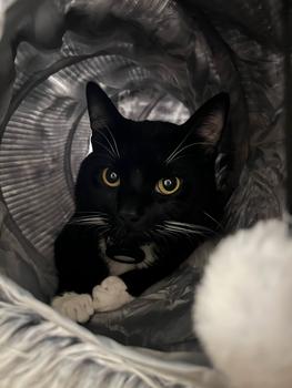 product review image from H**a 6