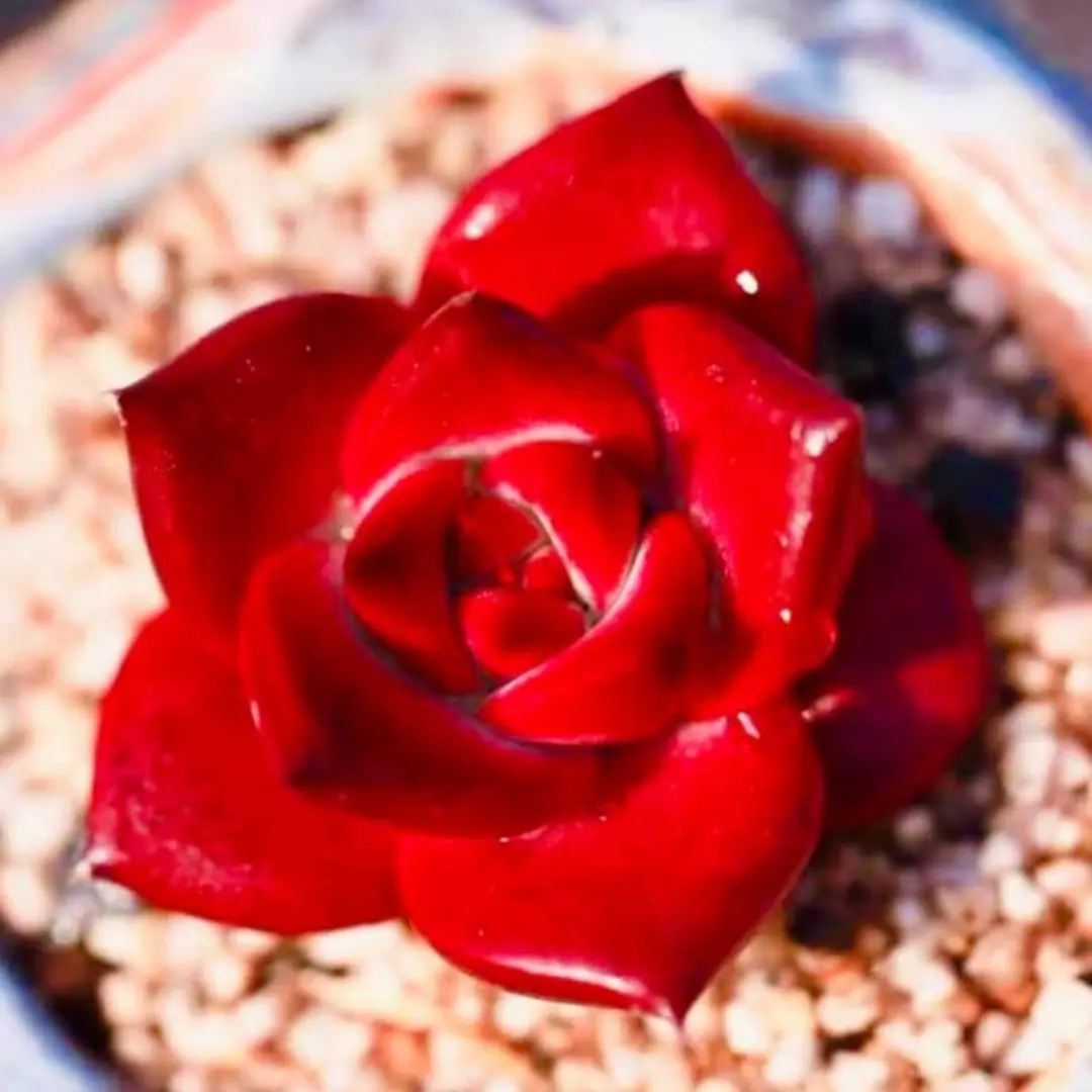10 Rare succulent seeds, Echeveria agavoides robin seeds